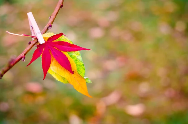 Beauté de l'automne dans la nature — Photo