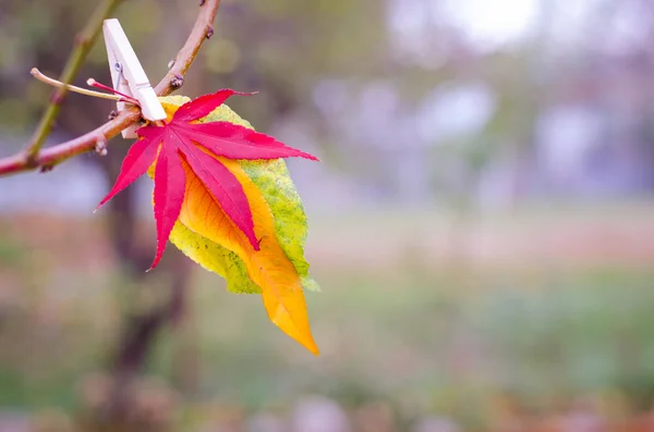 Beleza de outono na natureza — Fotografia de Stock