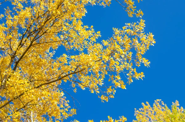 大自然的秋天之美 — 图库照片