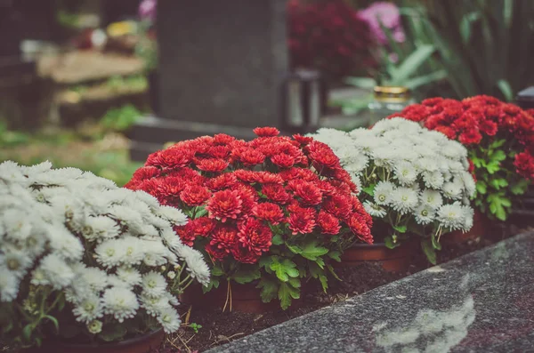 Bunte rote und weiße Chrysanthemen schmücken das Grab zu Allerheiligen — Stockfoto