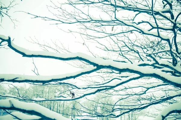 Gren av träd täckt av snö — Stockfoto