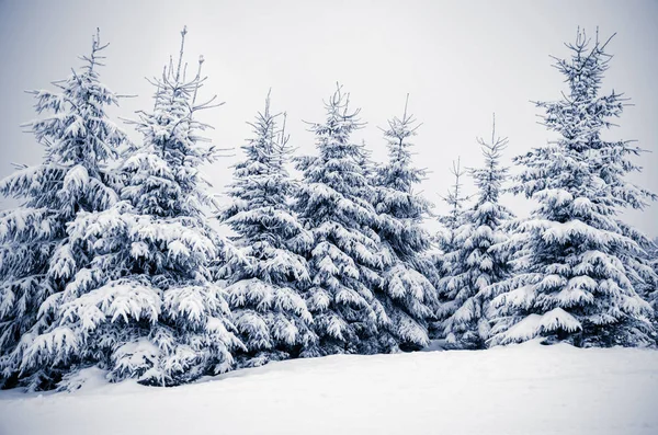 Beyaz taze kar ile kaplı ağaçlar grubu Stok Resim
