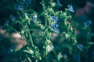 Çiçekler açan koyu mavi çiçekler ve gün ışığında yeşil yapraklar.