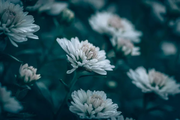 Vacker Vit Aster Blommor Mot Grön Bakgrund — Stockfoto