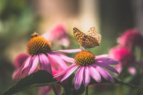 왕나비를 가까이 보라색 네소스 — 스톡 사진