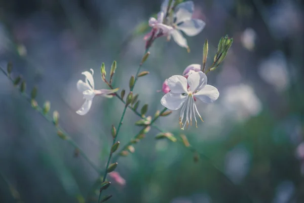 Fondo Abstracto Flor Gaura Blanco —  Fotos de Stock