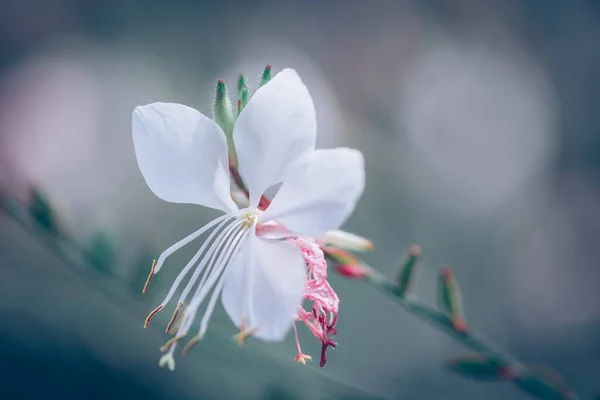 Bílá Gaura Květiny Abstraktní Pozadí — Stock fotografie