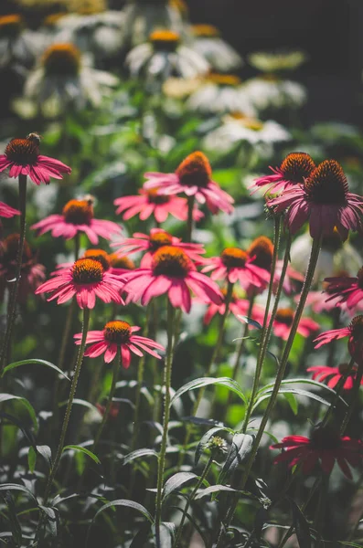 Couleurs Blanches Rouges Vertes Des Fleurs Échinacée Base Plantes — Photo