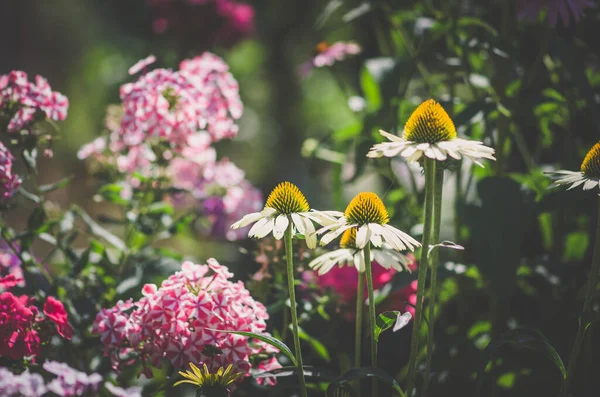 Colori Bianchi Rossi Verdi Dei Fiori Nel Periodo Delle Ore — Foto Stock