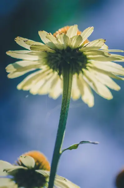 Widok Oczu Robaka Żółty Kwiat Echinacea Błękitne Niebo — Zdjęcie stockowe