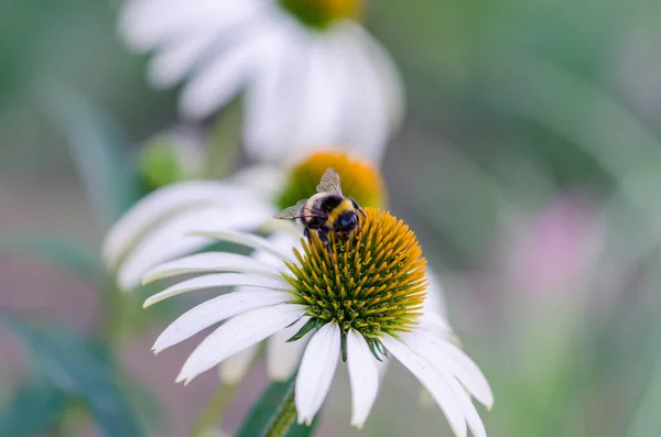 Primer Plano Flor Equinácea Medicina Blanca Abeja Sentado — Foto de Stock