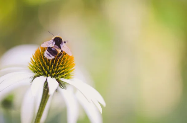 Gros Plan Fleur Blanche Échinacée Médecine Abeille Asseyant Dessus Avec — Photo