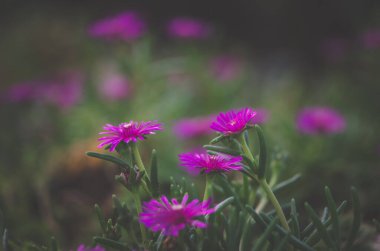 Yeşil arka plana karşı pembe delosperma çiçeği romantik ton
