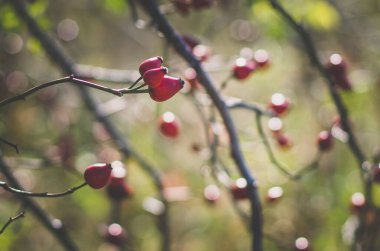 Çalının içinde C vitamini dolu kırmızı dut