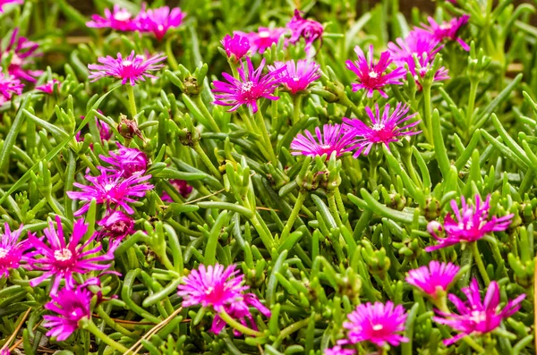 Růžové Delosperma Květina Zeleném Pozadí — Stock fotografie