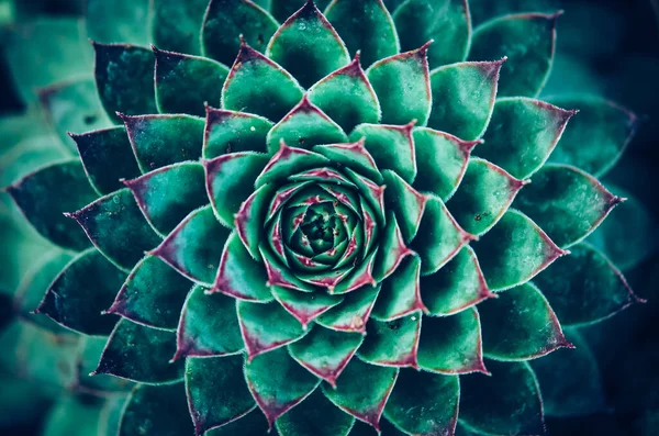 Close Green Rock Rose Succulent — Stock Photo, Image