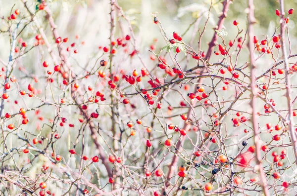 Baie Rouge Pleine Vitamine Dans Brousse — Photo