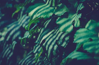 Yapısı güneşli olan üzüm yapraklarının ayrıntıları