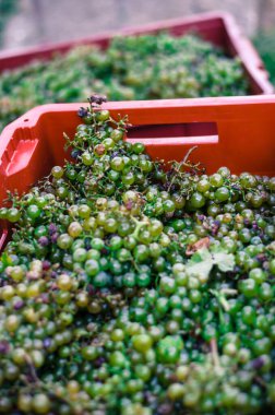 Hasat mevsiminde şarap yapmak için hazırlanan yeşil ve mor üzümlerin ayrıntıları