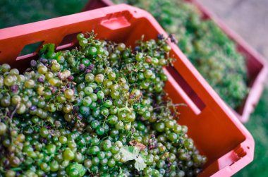 Hasat mevsiminde şarap yapmak için hazırlanan yeşil ve mor üzümlerin ayrıntıları