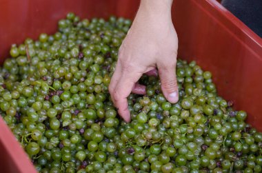Hasat mevsiminde şarap yapmak için hazırlanan yeşil ve mor üzümlerin ayrıntıları