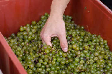 Hasat mevsiminde şarap yapmak için hazırlanan yeşil üzümlü ellerin ayrıntıları.