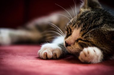 Uyuyan tüylü kediye yaklaş.