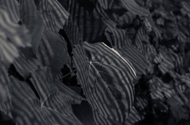 Güneşli bir günde dramatik desenli üzüm yapraklarının ayrıntıları