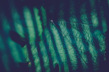 Üzüm yapraklarının ayrintilari.