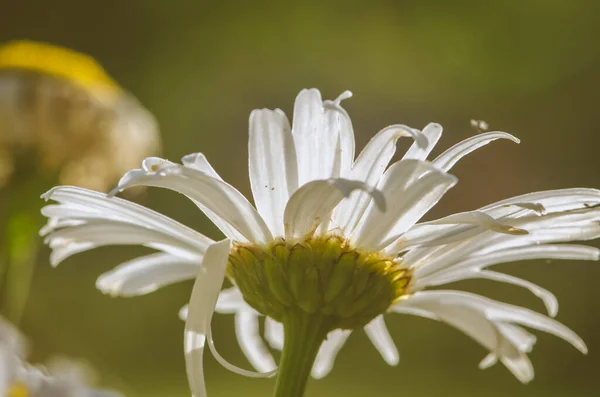 Bílá Sedmikráska Podsvícení Pozadí — Stock fotografie