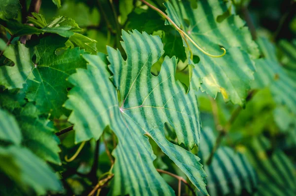 Detail Grape Leaves Sunny Structured Pattern — Stock Photo, Image