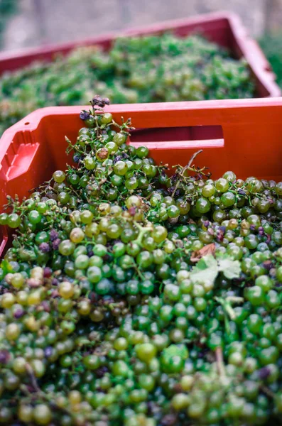 Hasat mevsiminde şarap yapmak için hazırlanan yeşil ve mor üzümlerin ayrıntıları