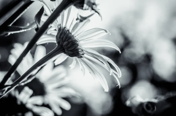 Weiße Gänseblümchen Hintergrundbeleuchtungseffekt Monochrom — Stockfoto