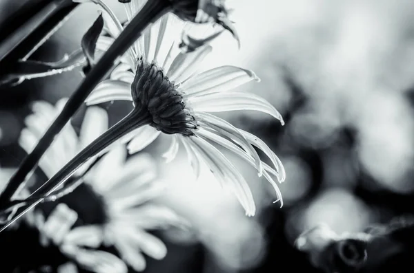 Margarita Blanca Efecto Contraluz Monocromo — Foto de Stock