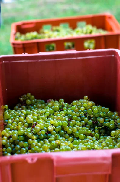 Hasat mevsiminde şarap yapmak için hazırlanan yeşil ve mor üzümlerin ayrıntıları