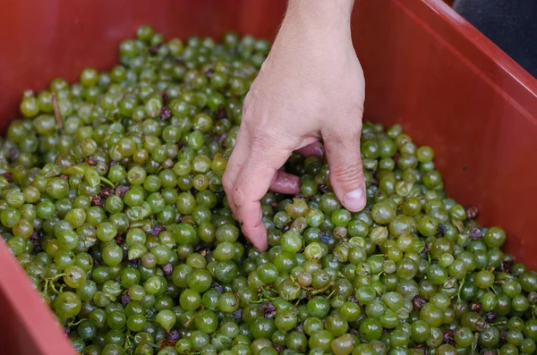 Hasat mevsiminde şarap yapmak için hazırlanan yeşil ve mor üzümlerin ayrıntıları