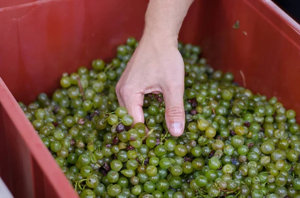 Hasat mevsiminde şarap yapmak için hazırlanan yeşil üzümlü ellerin ayrıntıları.