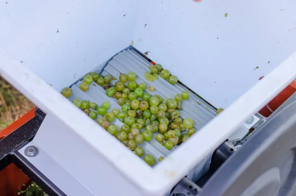 pressing machine with green ripe grapes in process of making