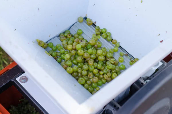pressing machine with green ripe grapes in process of making
