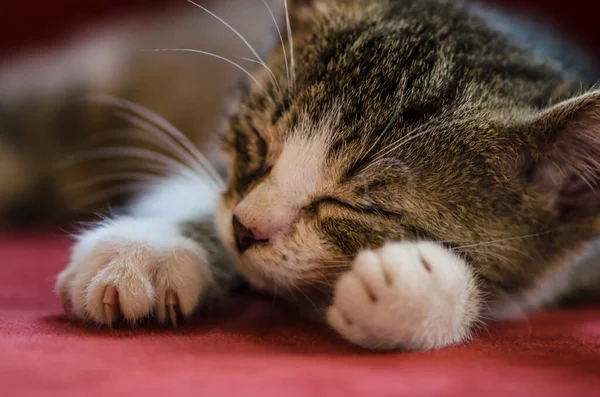 Закрыть Глаза Спящую Пушистую Кошку — стоковое фото