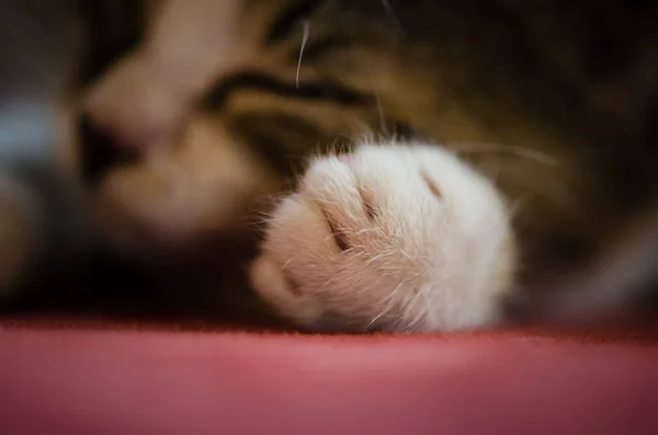 Закрыть Лапу Спящей Пушистой Кошки — стоковое фото