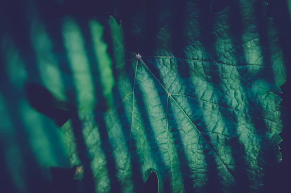 Üzüm yapraklarının ayrintilari.