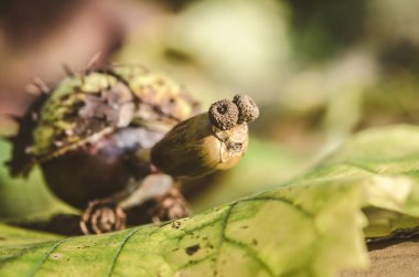 Sonbahar meyvelerinden canlı sonbahar renklerinde tatlı kaplumbağa figürleri