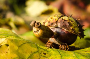 Sonbahar meyvelerinden canlı sonbahar renklerinde tatlı kaplumbağa figürleri