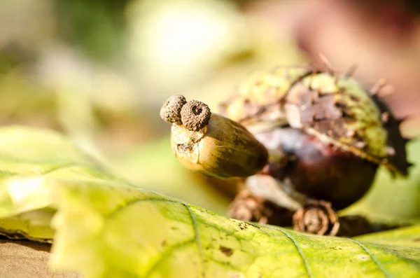 Sonbahar Meyvelerinden Canlı Sonbahar Renklerinde Tatlı Kaplumbağa Figürleri — Stok fotoğraf