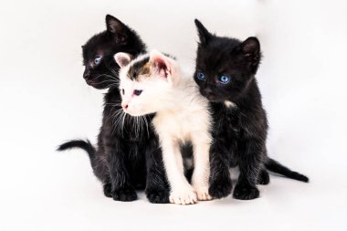 Mavi gözlü, beyaz arkaplanda poz veren üç güzel kedi kardeş.