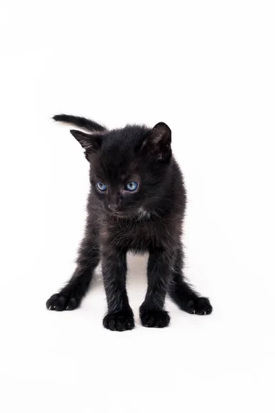 Hermoso Pequeño Gato Negro Mirando Cortésmente Posando Sobre Fondo Blanco — Foto de Stock