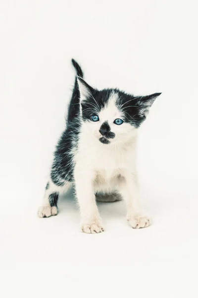 Mooie Gevlekte Witte Zwarte Kat Met Diepblauwe Ogen Zwarte Vlek — Stockfoto