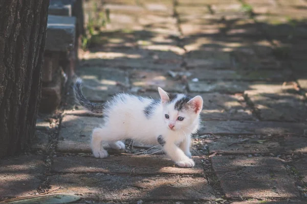 Симпатичная Белая Кошка Саду — стоковое фото