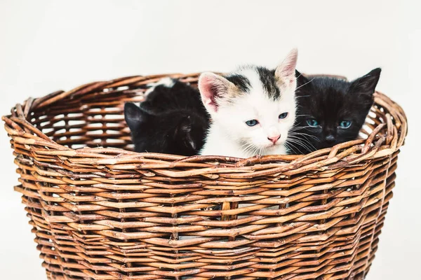 Mooie Kleine Katten Kijken Nieuwsgierig Poseren Mand Witte Achtergrond — Stockfoto